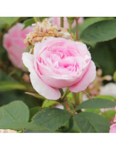 Rosa Königin Marie Vaso 18 cm: Profumo Intenso Rosa Regale