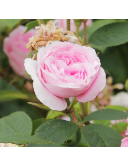 Rosa Königin Marie Vaso 18 cm: Profumo Intenso Rosa Regale