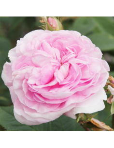 Rosa Königin Marie Vaso 18 cm: Profumo Intenso Rosa Regale