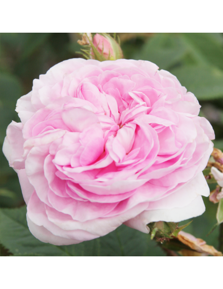 Rosa Königin Marie Vaso 18 cm: Profumo Intenso Rosa Regale