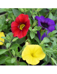 BALCONETTA CALIBRACHOA prontoeffetto 40 cm 2