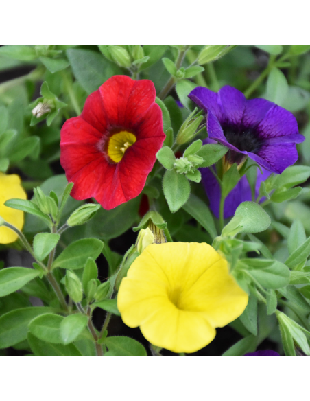 BALCONETTA CALIBRACHOA prontoeffetto 40 cm