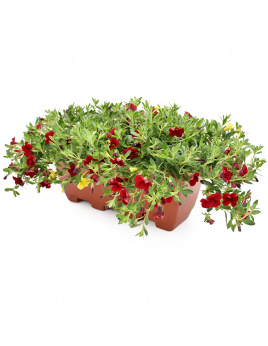 BALCONETTA CALIBRACHOA prontoeffetto 40 cm