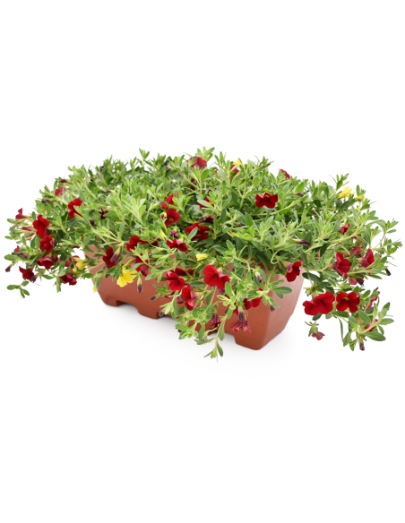 BALCONETTA CALIBRACHOA prontoeffetto 40 cm