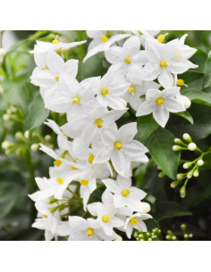 BALCONETTA SOLANUM JASMINOIDES 'Gelsomino di notte' 40 cm 2