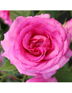 ROSA 'FRAULEIN MARIA' vaso 18 cm
