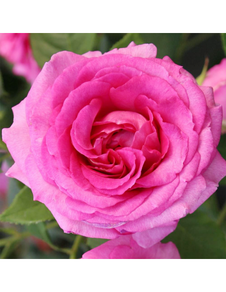 ROSA 'FRAULEIN MARIA' vaso 18 cm
