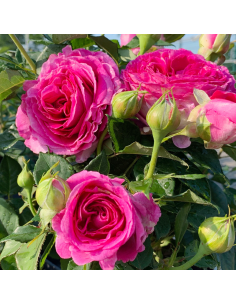 ROSA 'FRAULEIN MARIA' vaso 18 cm 2