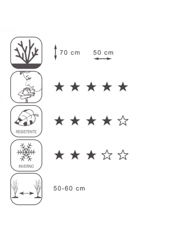 ROSA 'FRAULEIN MARIA' vaso 18 cm