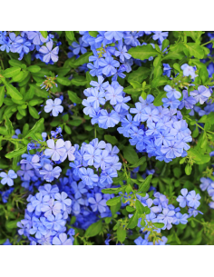 PLUMBAGO AURICULATA diametro vaso 14 cm