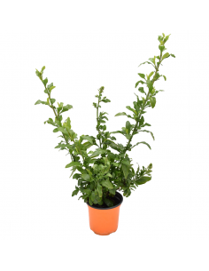 PLUMBAGO AURICULATA diametro vaso 14 cm 2