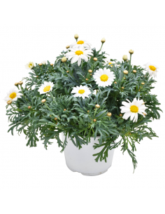 MARGHERITA - BIANCA diametro vaso 14 cm 2