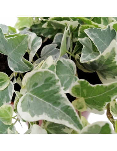 EDERA Helix 'WHITE WONDER' diametro vaso 13 cm