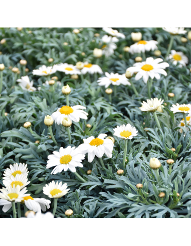 MARGHERITA - BIANCA diametro vaso 14 cm