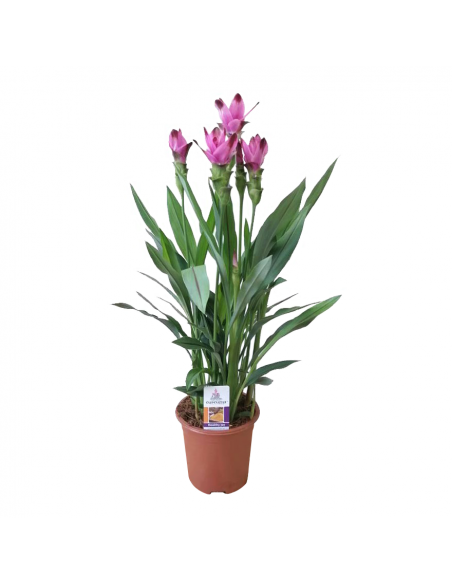 CURCUMA ALISMATIFOLIA "SIAM SPLASH" vaso 17 cm