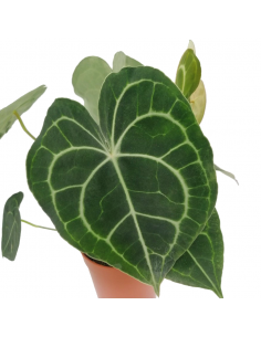 ANTHURIUM 'CLARINERVIUM' diametro vaso 17 cm 2