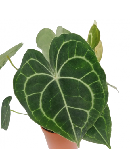 ANTHURIUM 'CLARINERVIUM' diametro vaso 17 cm