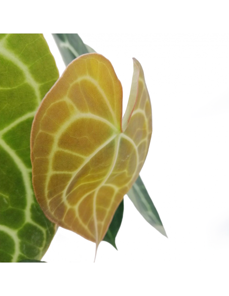 ANTHURIUM 'CLARINERVIUM' diametro vaso 17 cm