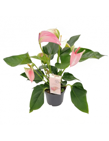 ANTHURIUM 'JOLI DUO GEMENGD IN POT' diametro vaso 12 cm