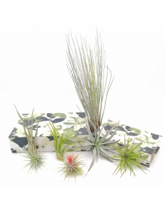 TILLANZIA o Tillandsia " La Pianta dell'Aria" MIX