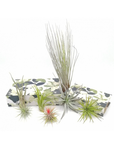 TILLANZIA o Tillandsia " La Pianta dell'Aria" MIX