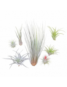 TILLANZIA o Tillandsia " La Pianta dell'Aria" MIX 2