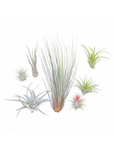 TILLANZIA o Tillandsia " La Pianta dell'Aria" MIX