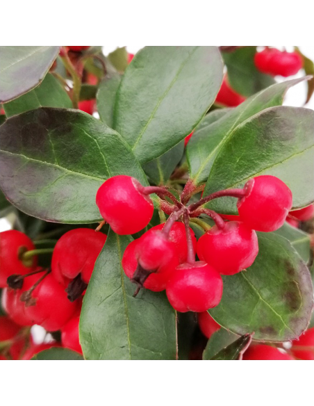 GAULTHERIA PROCUMBENS "BIG BERRY" diam. vaso 12 cm