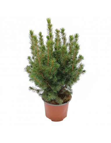 ABETE "PICEA GLAUCA CONICA" diametro vaso 13 cm