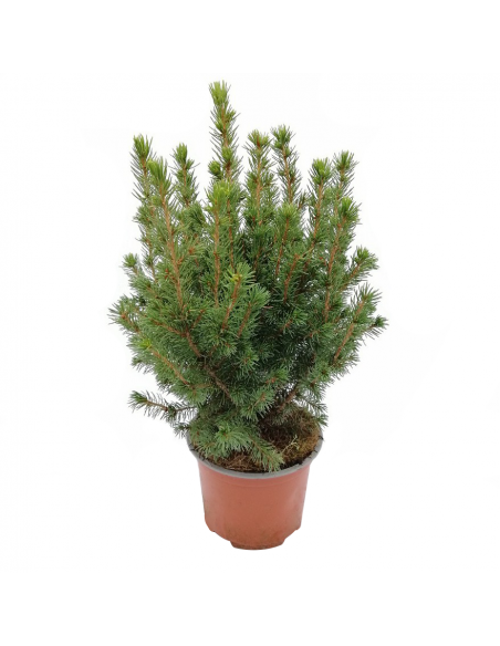 ABETE "PICEA GLAUCA CONICA" diametro vaso 13 cm