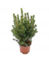 ABETE "PICEA GLAUCA CONICA" diametro vaso 13 cm