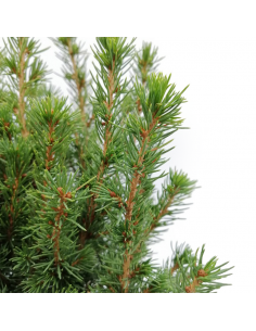 ABETE "PICEA GLAUCA CONICA" diametro vaso 13 cm 2