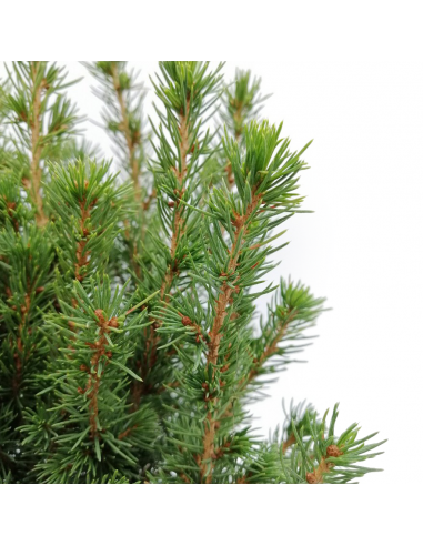 ABETE "PICEA GLAUCA CONICA" diametro vaso 13 cm