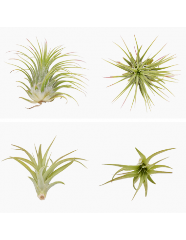 TILLANZIA o Tillandsia " La Pianta dell'Aria" MIX