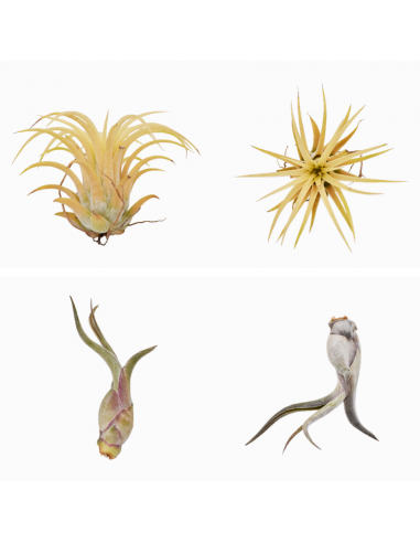 TILLANZIA o Tillandsia " La Pianta dell'Aria" MIX