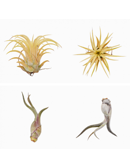 TILLANZIA o Tillandsia " La Pianta dell'Aria" MIX
