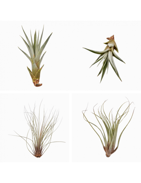 TILLANZIA o Tillandsia " La Pianta dell'Aria" MIX