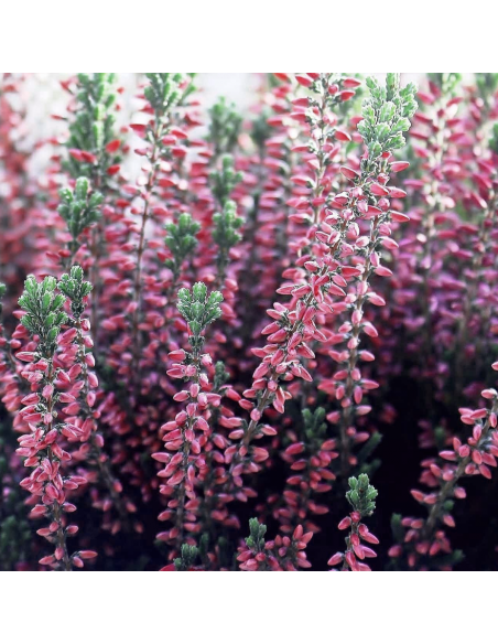 ERICA CALLUNA VULGARIS 'PINK' diametro vaso 11 cm