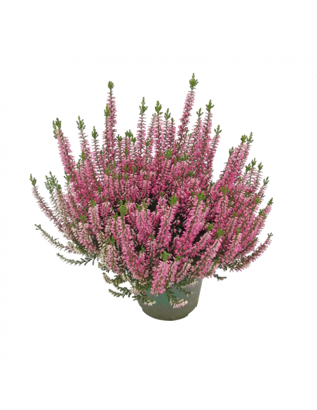ERICA CALLUNA VULGARIS 'PINK' diametro vaso 11 cm