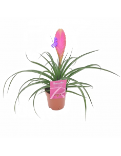 TILLANZIA "piante dell'aria" dimensione vaso 12 cm