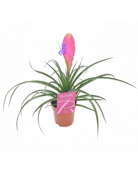 TILLANZIA "piante dell'aria" dimensione vaso 12 cm