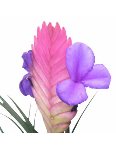 TILLANZIA "piante dell'aria" dimensione vaso 12 cm