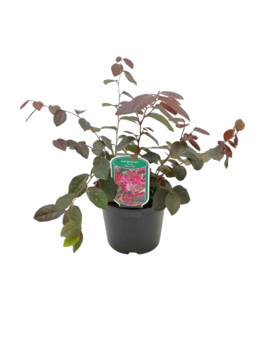 LOROPETALUM 'CHINENSE' diametro vaso 21 cm