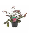 LOROPETALUM 'CHINENSE' diametro vaso 21 cm