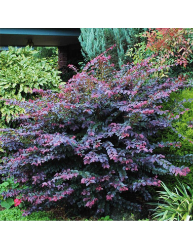 LOROPETALUM 'CHINENSE' diametro vaso 21 cm