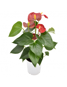 ANTHURIUM 'RED CHAMPION' diametro vaso 9 cm 2