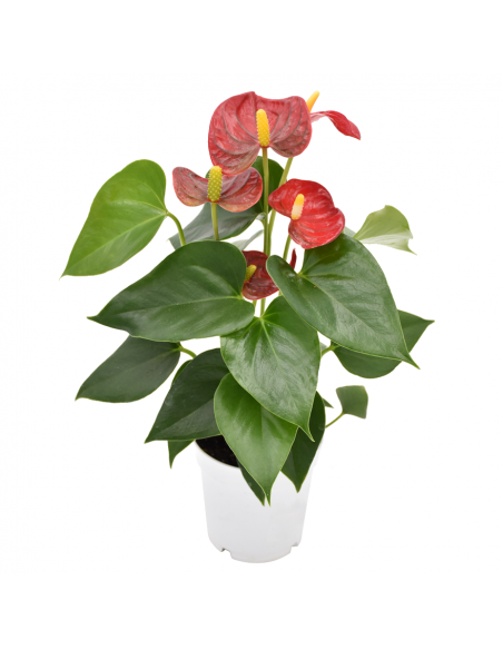ANTHURIUM 'RED CHAMPION' diametro vaso 9 cm