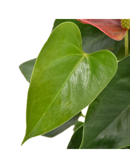 ANTHURIUM 'RED CHAMPION' diametro vaso 9 cm