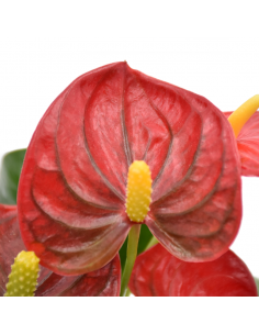 ANTHURIUM 'RED CHAMPION' diametro vaso 9 cm