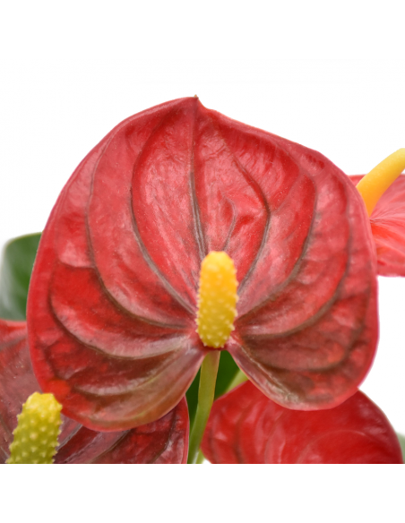 ANTHURIUM 'RED CHAMPION' diametro vaso 9 cm